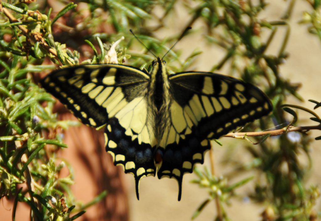 Papilio machaon (Papilionidae)